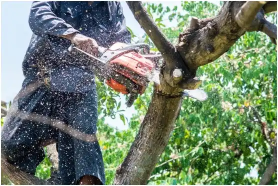 tree services Tainter Lake
